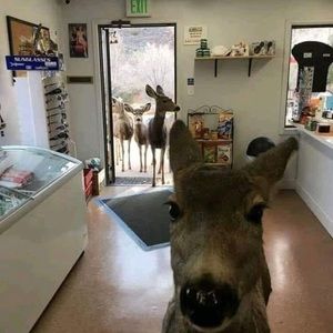 Meet your Posher, Jake